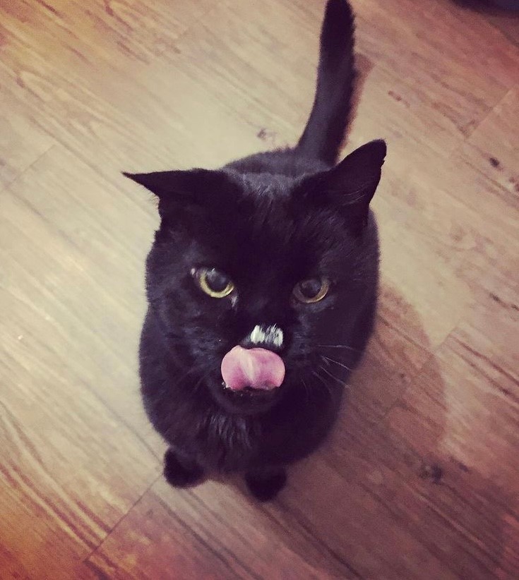 Sirius, The one and only Black Cat